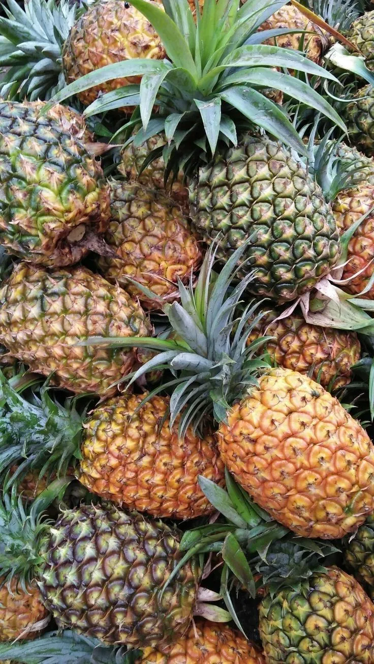Étal d’ananas entiers