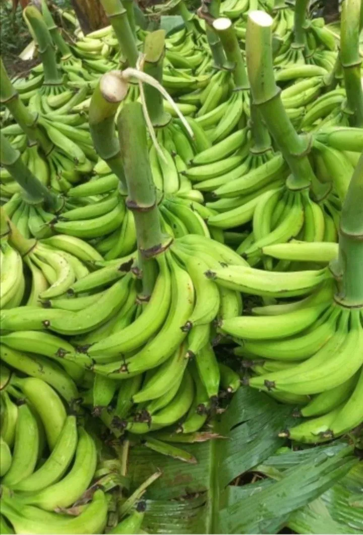 Régimes de bananes vertes
