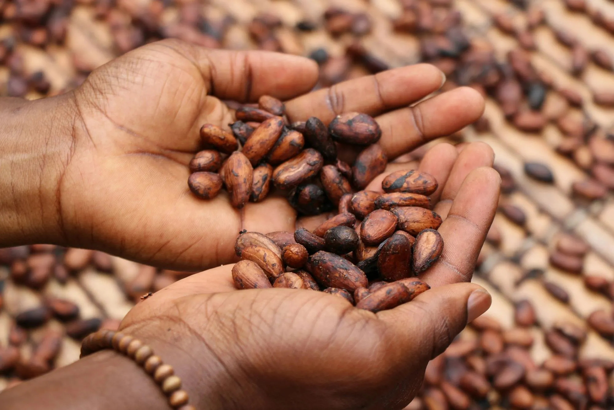Fèves de cacao présentées dans des mains