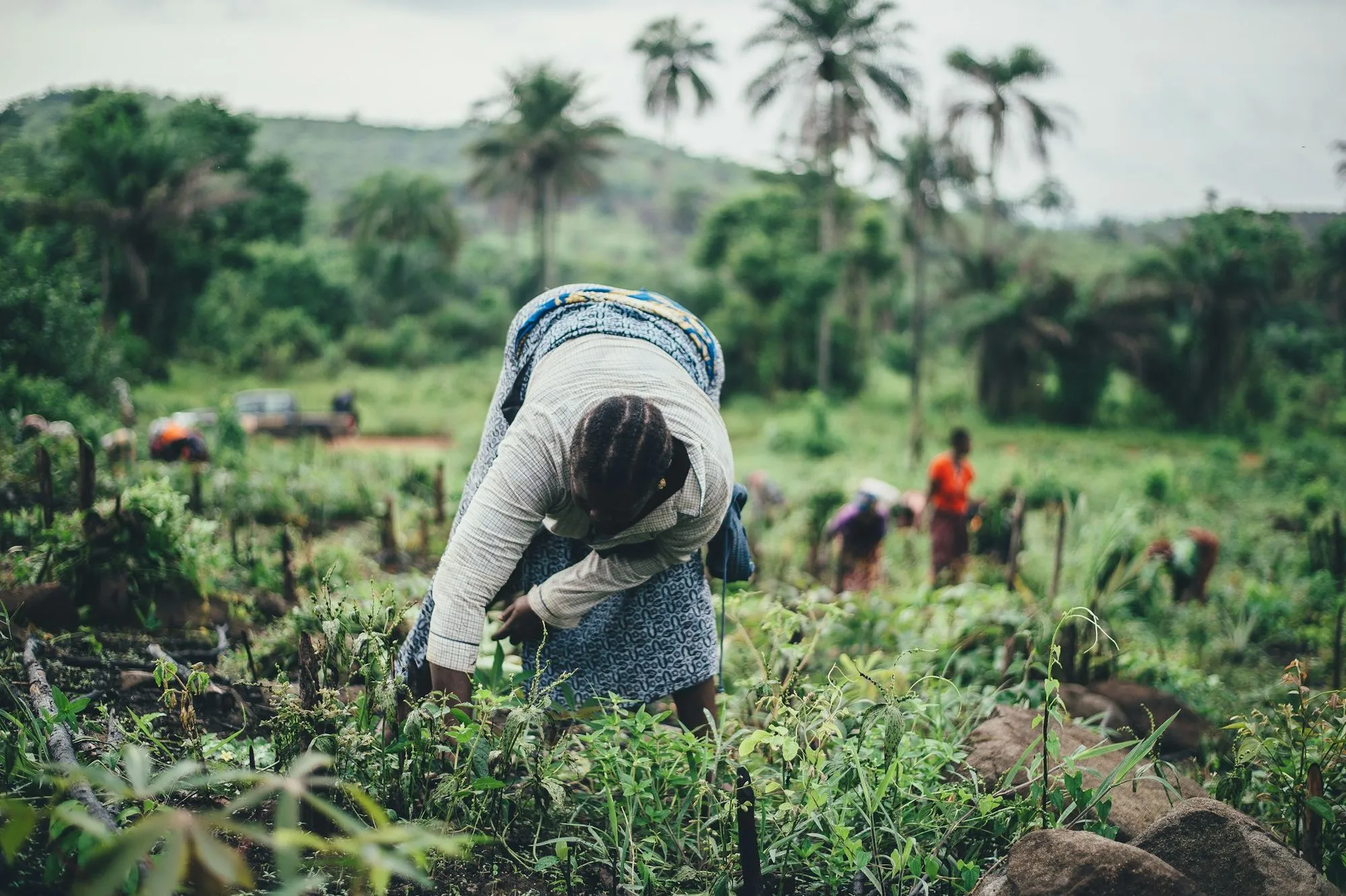 Agricultrice travaillant une parcelle de cultures sous les palmiers