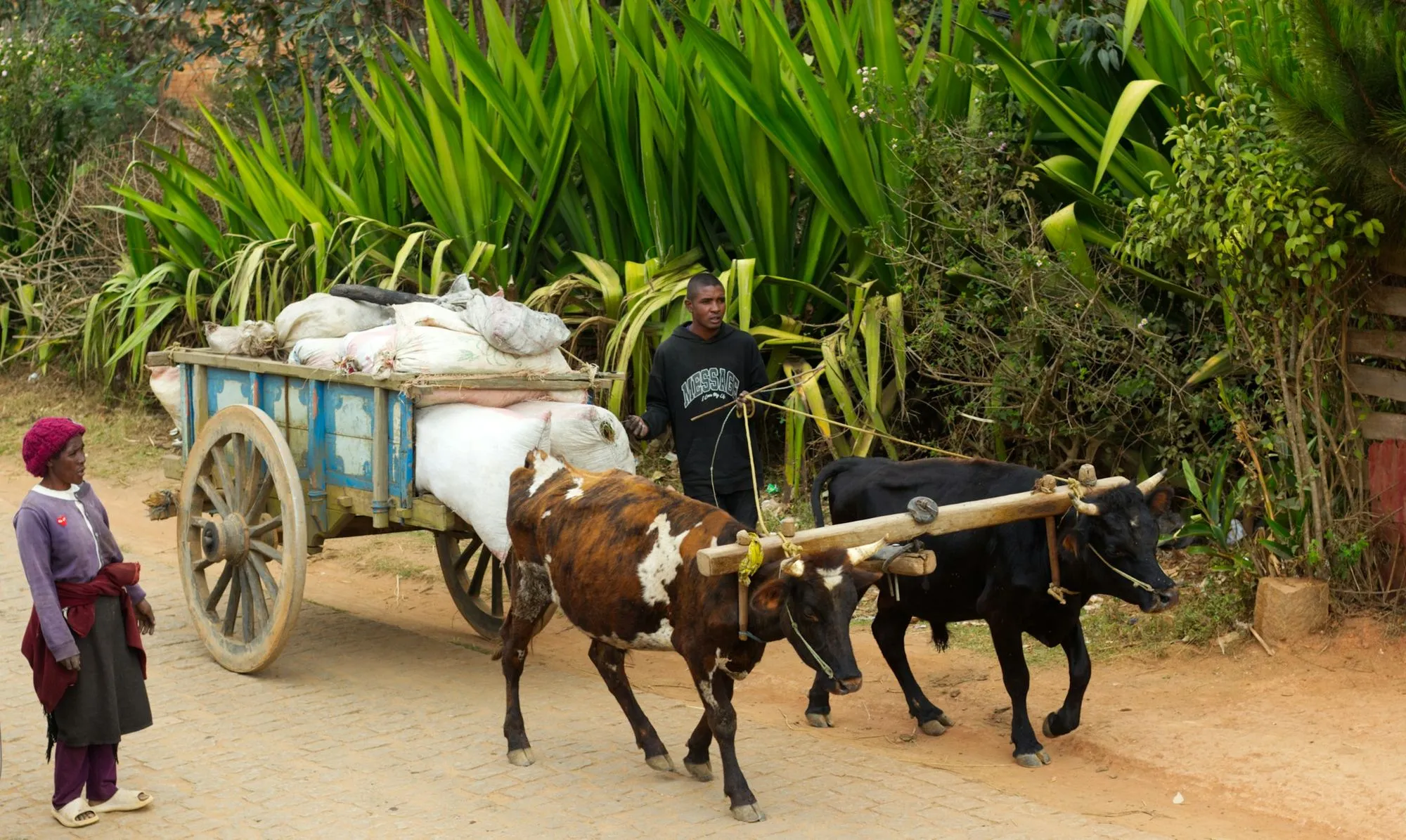 Charrette tirée par des bœufs transportant des sacs de récolte sur une route rurale