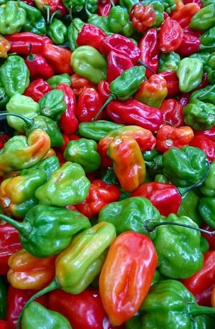 Piments rouges et verts