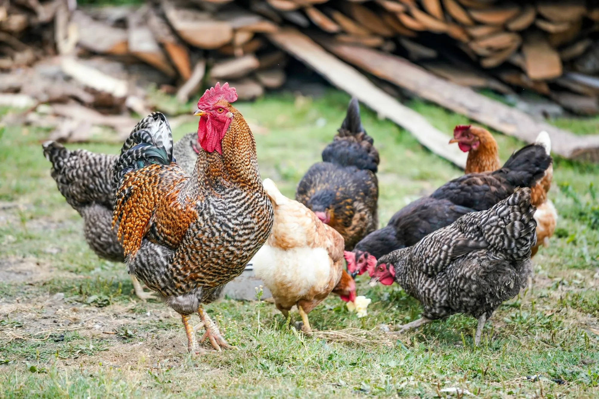 Coq et poules en liberté sur une parcelle herbeuse