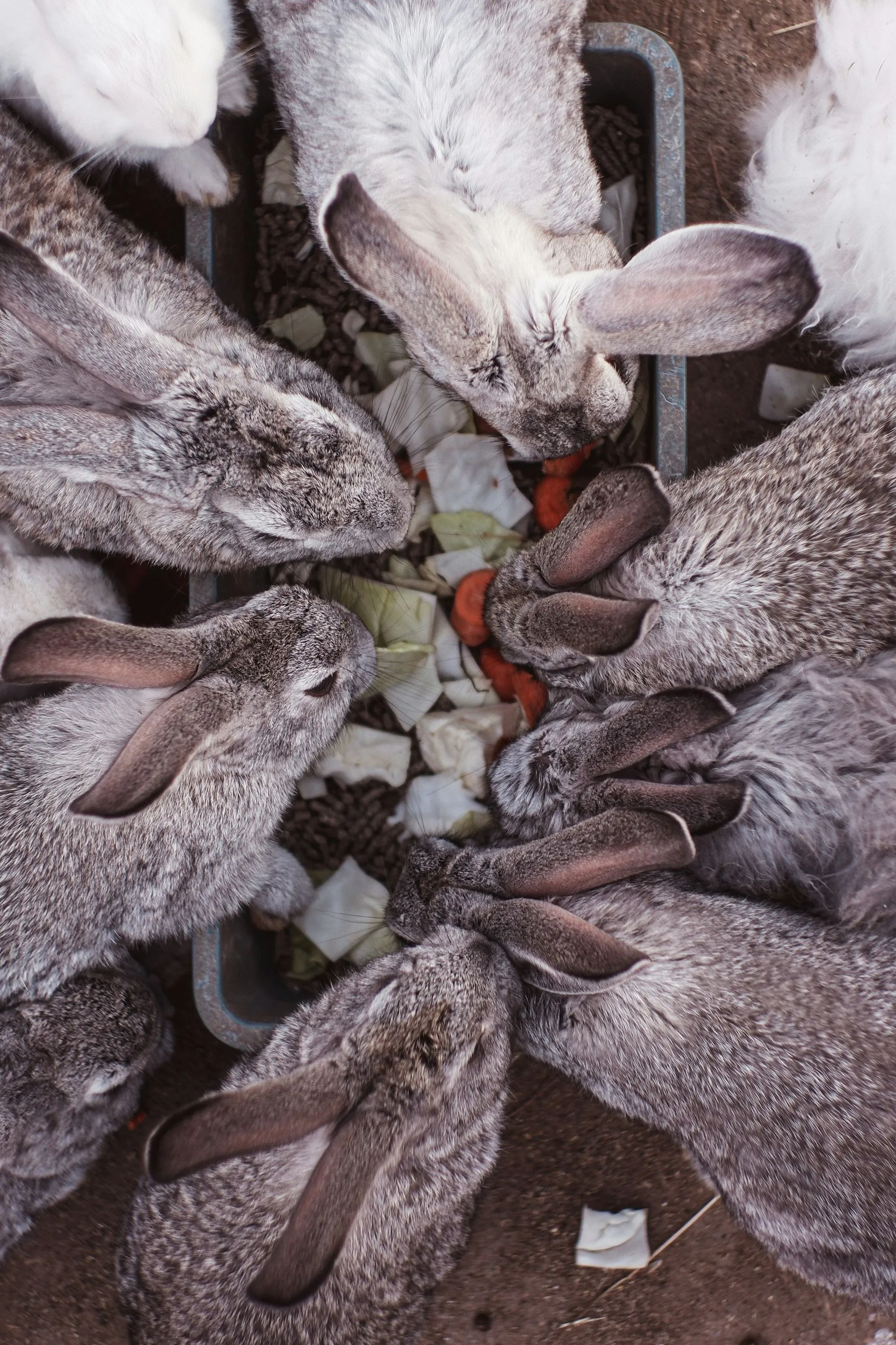 Lapins rassemblés autour de leur ration