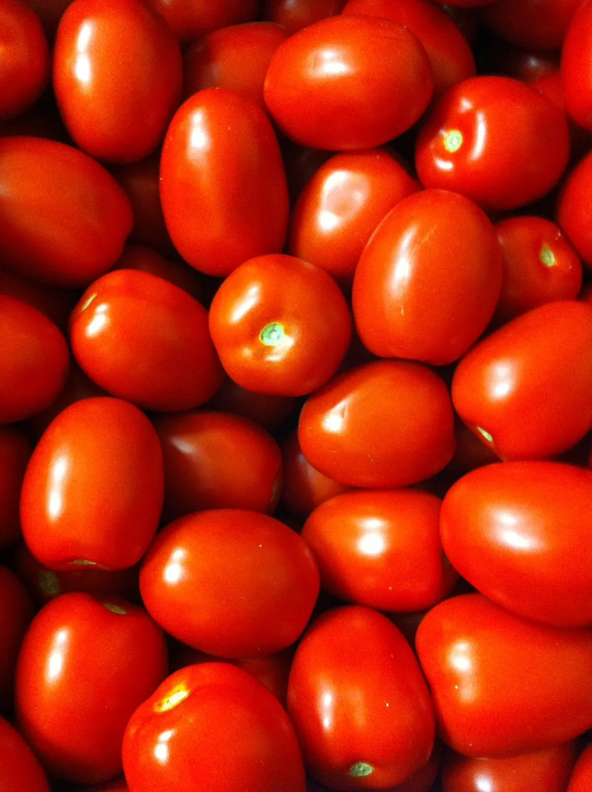 Tomates rouges fraîchement récoltées